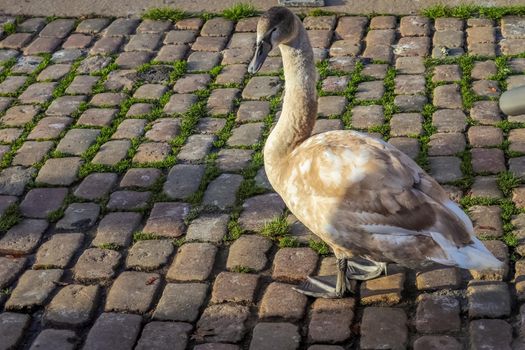 Swan walking on a cobblestone path close to the water in a port