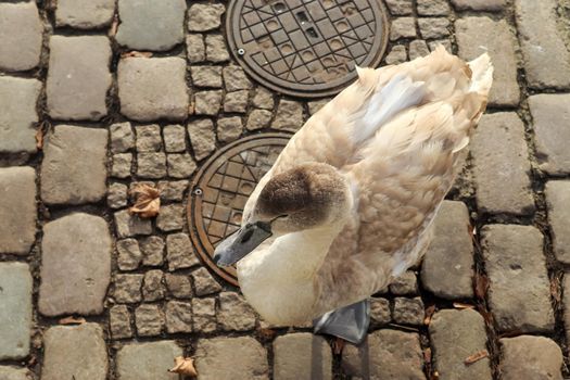 Swan walking on a cobblestone path close to the water in a port