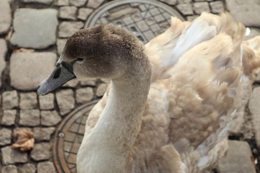 Swan walking on a cobblestone path close to the water in a port