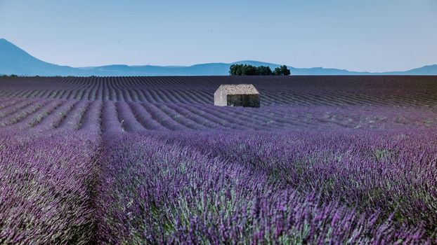 Valensole Plateau, Provence, Southern France. Lavender field at sunset. Provence