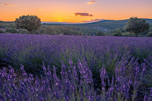 Ardeche lavender fields in the south of France during sunset, Lavender fields in Ardeche in southeast France.Europe