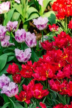 Red tulips with green blurry background in a flower garden in Singapore