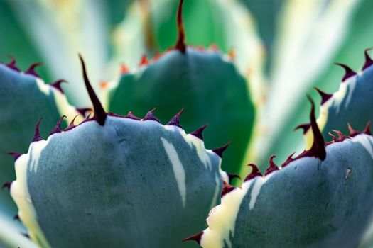Macro shot of a green cacti or cactus and its thorns or spines in a flower garden in Singapore