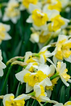Yellow tulips with green blurry background in a flower garden in Singapore