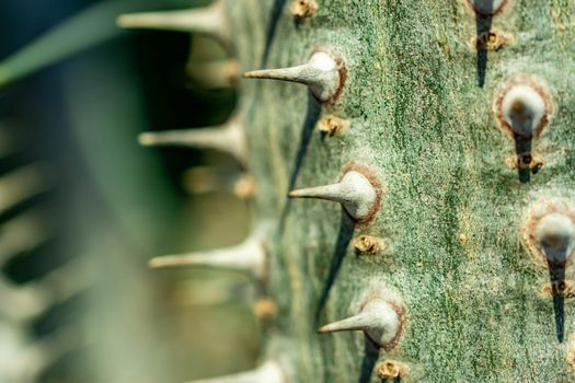 Macro shot of a green cacti or cactus and its thorns or spines in a flower garden in Singapore