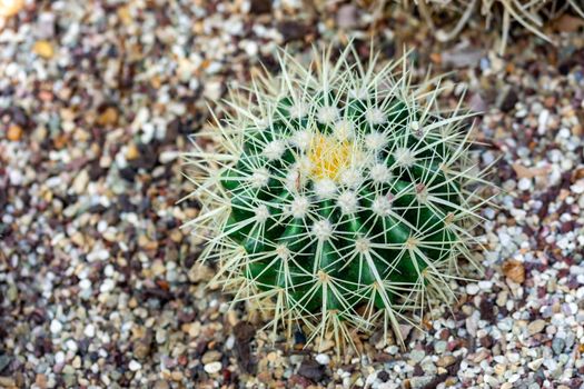 Macro shot of a green cacti or cactus and its thorns or spines in a flower garden in Singapore