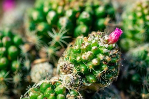 Macro shot of a green cacti or cactus and its thorns or spines in a flower garden in Singapore