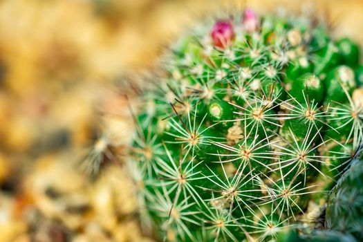 Macro shot of a green cacti or cactus and its thorns or spines in a flower garden in Singapore