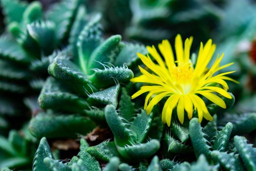 Macro shot of a green cacti or cactus and its thorns or spines in a flower garden in Singapore