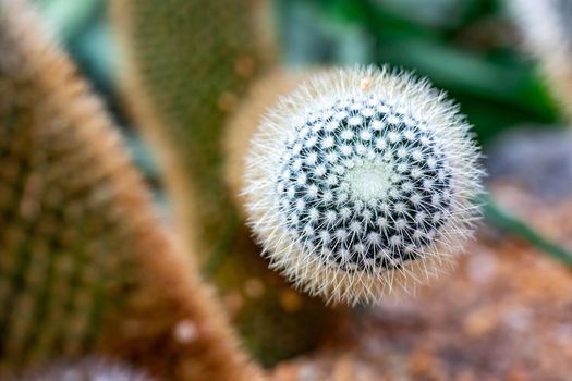 Macro shot of a green cacti or cactus and its thorns or spines in a flower garden in Singapore