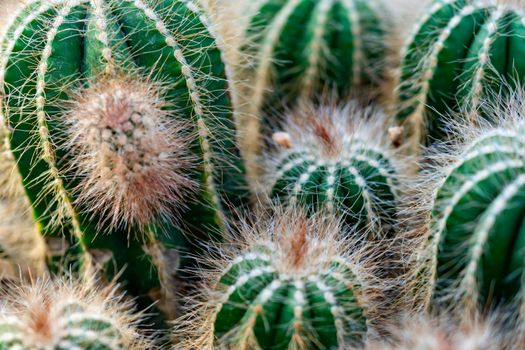 Macro shot of a green cacti or cactus and its thorns or spines in a flower garden in Singapore