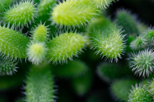 Macro shot of a green cacti or cactus and its thorns or spines in a flower garden in Singapore