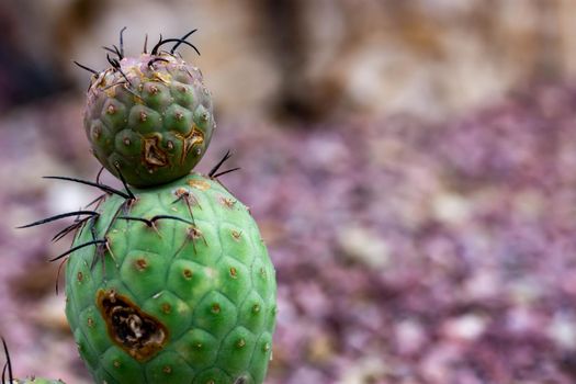 Macro shot of a green cacti or cactus and its thorns or spines in a flower garden in Singapore