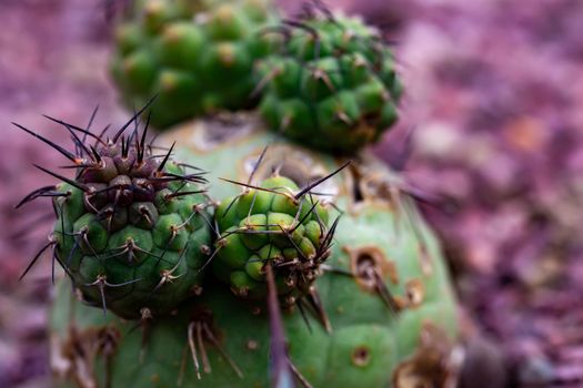 Macro shot of a green cacti or cactus and its thorns or spines in a flower garden in Singapore