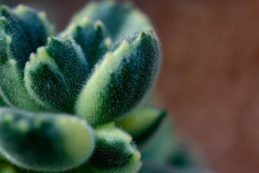 Macro shot of a green cacti or cactus and its thorns or spines in a flower garden in Singapore