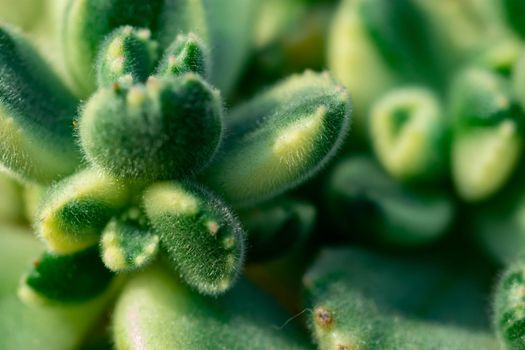 Macro shot of a green cacti or cactus and its thorns or spines in a flower garden in Singapore