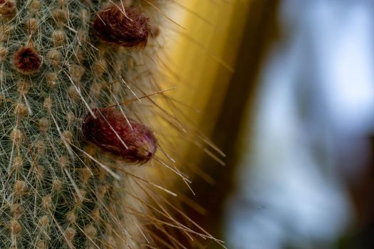 Macro shot of a green cacti or cactus and its thorns or spines in a flower garden in Singapore