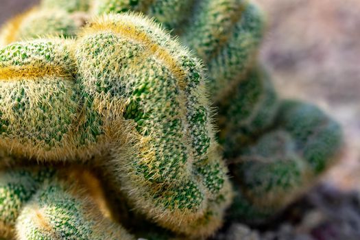 Macro shot of a green cacti or cactus and its thorns or spines in a flower garden in Singapore