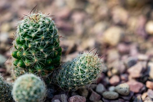 Macro shot of a green cacti or cactus and its thorns or spines in a flower garden in Singapore