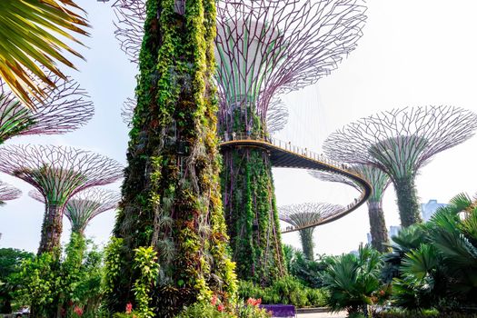 supertree Singapore gardens by the bay, Singapore, Oct 12, 2018