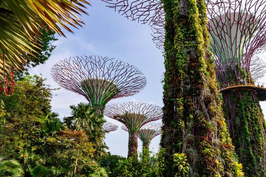 supertree Singapore gardens by the bay, Singapore, Oct 12, 2018