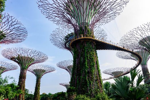 supertree Singapore gardens by the bay, Singapore, Oct 12, 2018