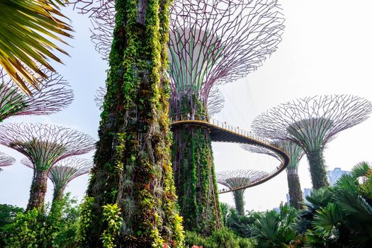 supertree Singapore gardens by the bay, Singapore, Oct 12, 2018