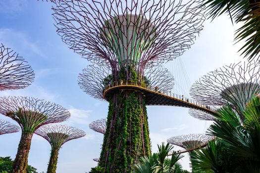 supertree Singapore gardens by the bay, Singapore, Oct 12, 2018