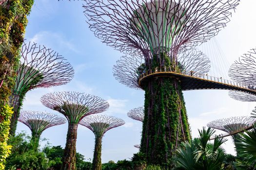 supertree Singapore gardens by the bay, Singapore, Oct 12, 2018