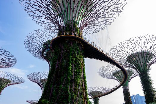 supertree Singapore gardens by the bay, Singapore, Oct 12, 2018