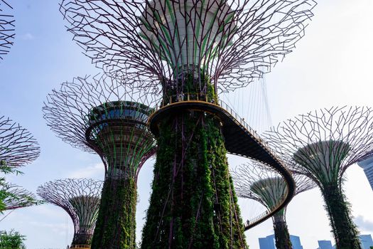 supertree Singapore gardens by the bay, Singapore, Oct 12, 2018