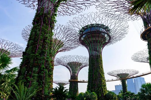 supertree Singapore gardens by the bay, Singapore, Oct 12, 2018