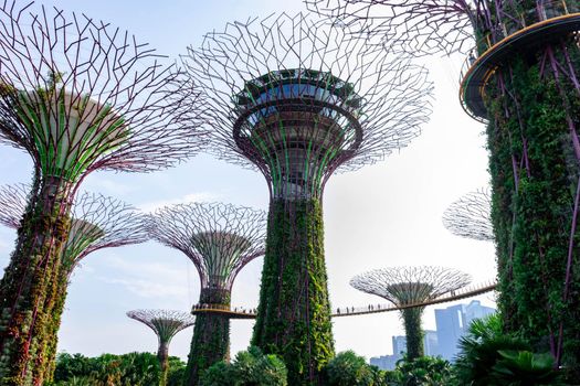 supertree Singapore gardens by the bay, Singapore, Oct 12, 2018