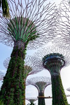 supertree Singapore gardens by the bay, Singapore, Oct 12, 2018