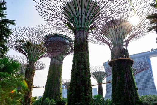 supertree Singapore gardens by the bay, Singapore, Oct 12, 2018