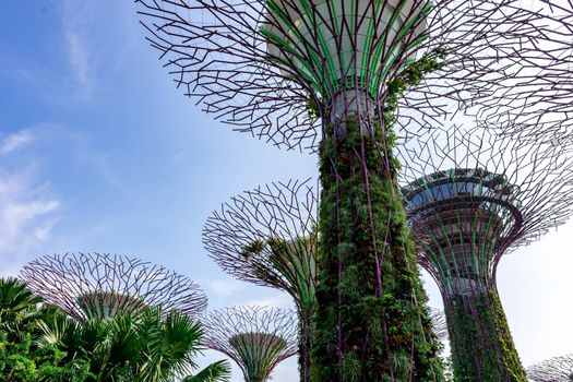 supertree Singapore gardens by the bay, Singapore, Oct 12, 2018