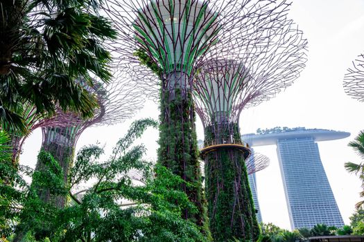 supertree Singapore gardens by the bay, Singapore, Oct 12, 2018