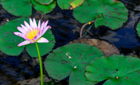 Macro closeup shot of a purple lily flower on a pond. Beautiful purple waterlily flower