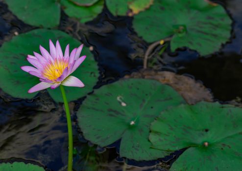 Macro closeup shot of a purple lily flower on a pond. Beautiful purple waterlily flower