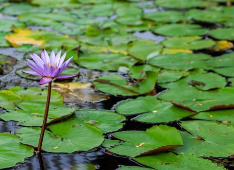 Macro closeup shot of a purple lily flower on a pond. Beautiful purple waterlily flower