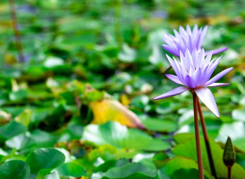 Macro closeup shot of a purple lily flower on a pond. Beautiful purple waterlily flower