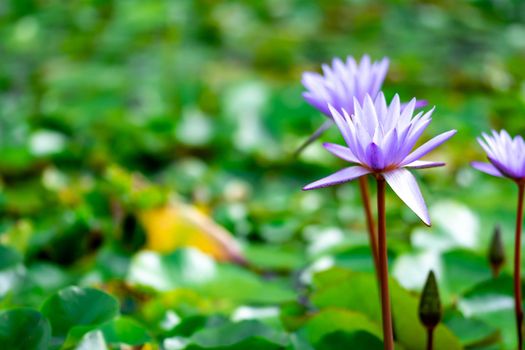 Macro closeup shot of a purple lily flower on a pond. Beautiful purple waterlily flower