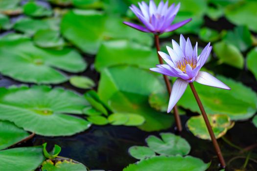 Macro closeup shot of a purple lily flower on a pond. Beautiful purple waterlily flower