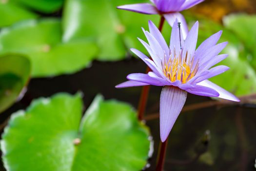 Macro closeup shot of a purple lily flower on a pond. Beautiful purple waterlily flower