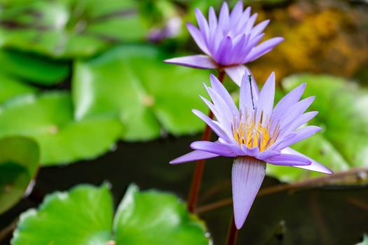 Macro closeup shot of a purple lily flower on a pond. Beautiful purple waterlily flower