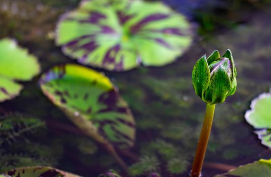 Macro closeup shot of a purple lily flower on a pond. Beautiful purple waterlily flower