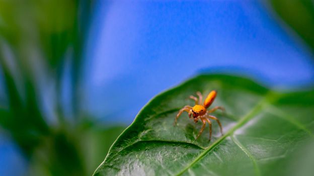 Macro shot of a jumping spider while on a leaf