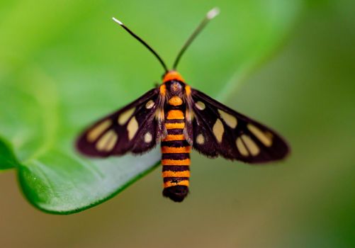 Macro shot of a Orange moth while on a leaf