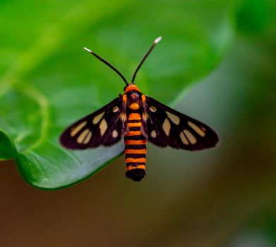 Macro shot of a Orange moth while on a leaf