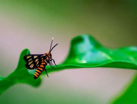 Macro shot of a Orange moth while on a leaf